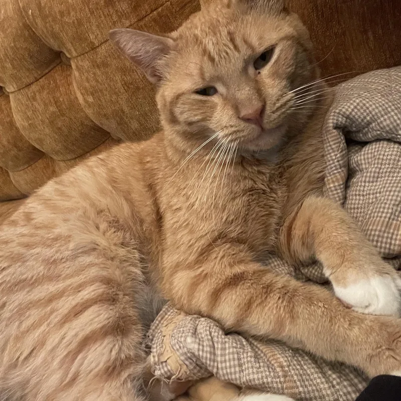 Cabbage And Lucky Chuck thumbnail 3