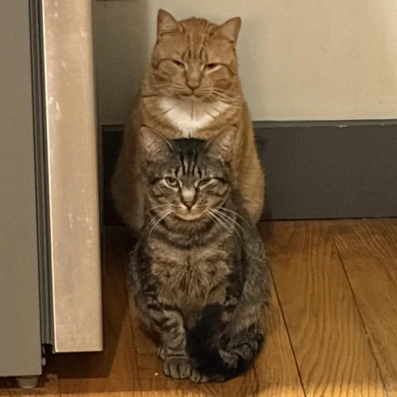 Cabbage And Lucky Chuck