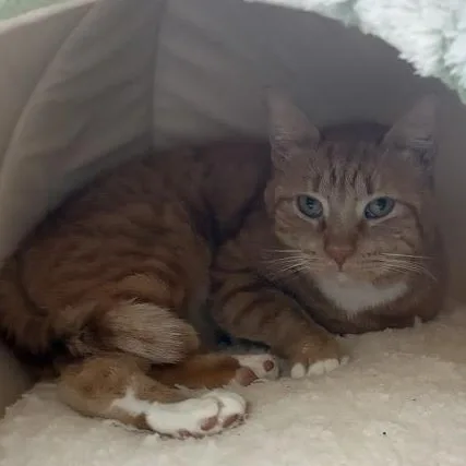 Cabbage And Lucky Chuck thumbnail 4