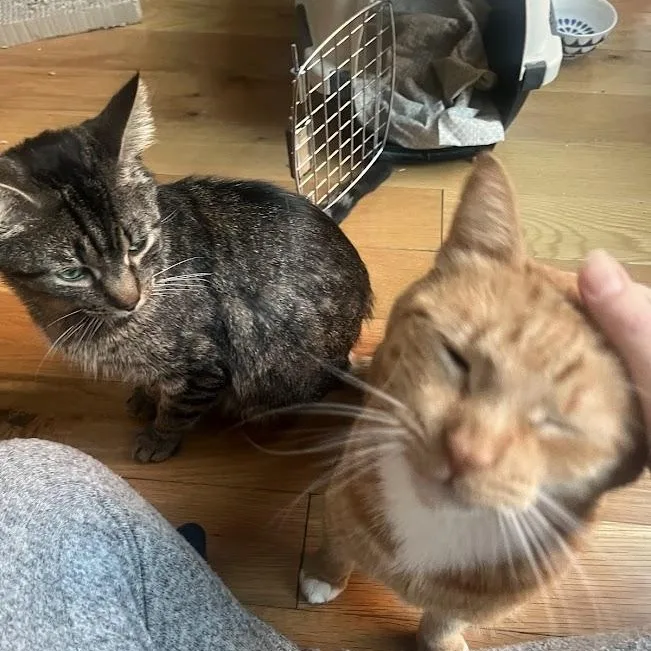 Cabbage And Lucky Chuck thumbnail 5