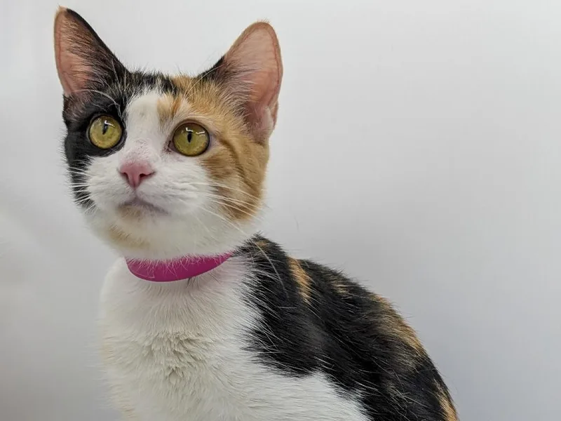 A young small-sized female Domestic Short Hair cat named Tiger Lily for adoption in Powell, OH