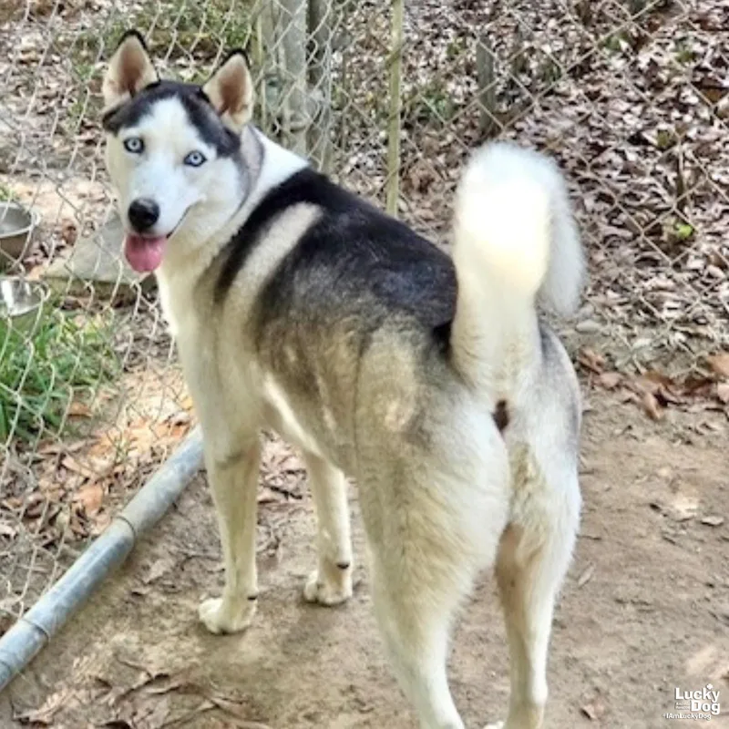 A young large-sized female Husky dog named Luna for adoption in Washington, DC