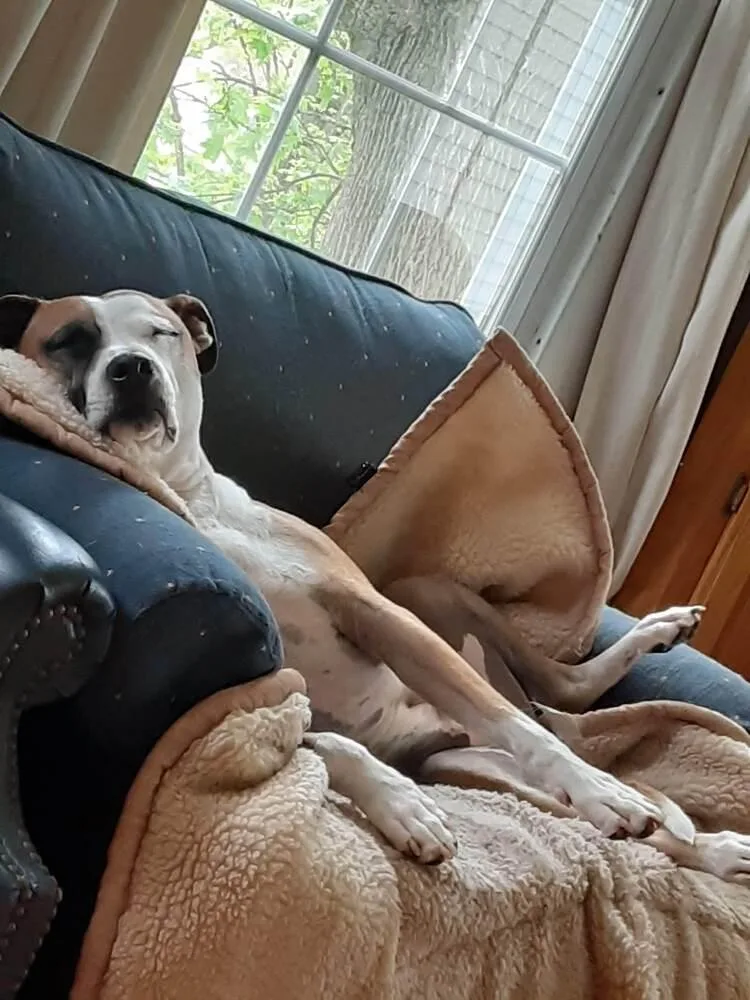 A senior large-sized male White / Cream Mixed Breed dog named Milo for adoption in Windsor Locks, CT