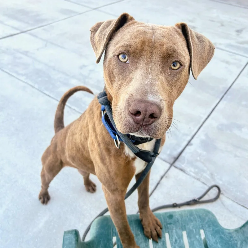 A young medium-sized male Pit Bull Terrier dog named Brandon for adoption in Oakland, CA