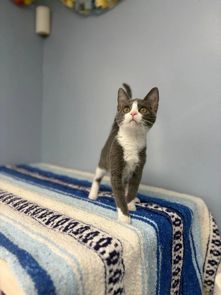 A baby small-sized female Domestic Short Hair cat named Kit Kat for adoption in Lovingston, VA