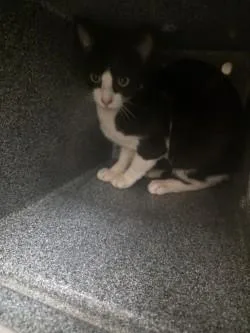 Evil Larry