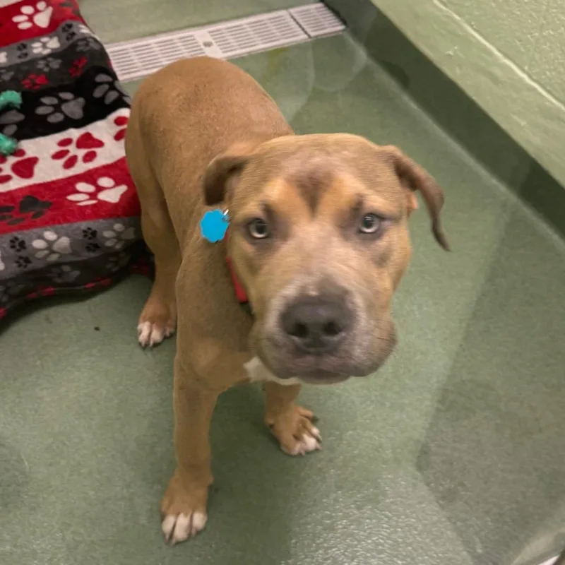 A young medium-sized male Brown / Chocolate Mixed Breed dog named Icy for adoption in West Palm Beach, FL