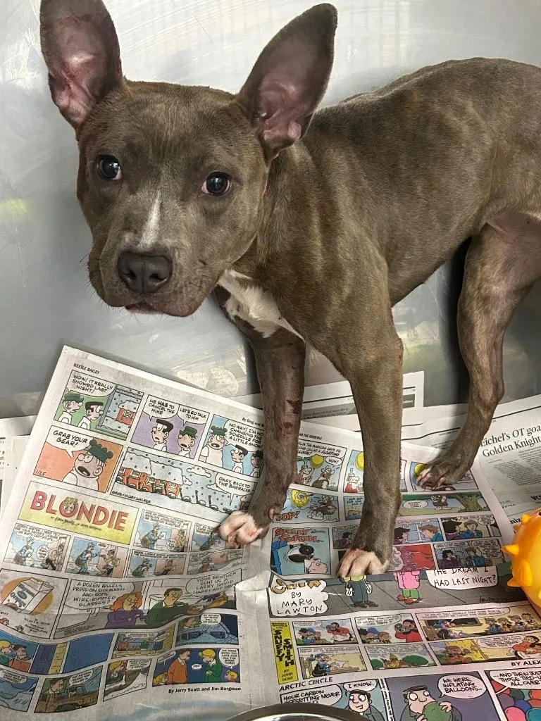 A baby medium-sized female Mixed Breed dog named Gemini for adoption in Oxford, NC