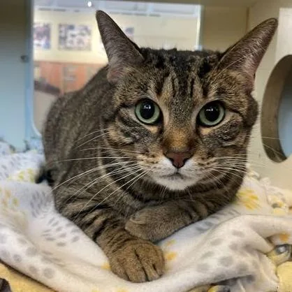 An adult medium-sized female Tabby (Brown / Chocolate) Domestic Short Hair cat named Honey for adoption in Rochester, MN