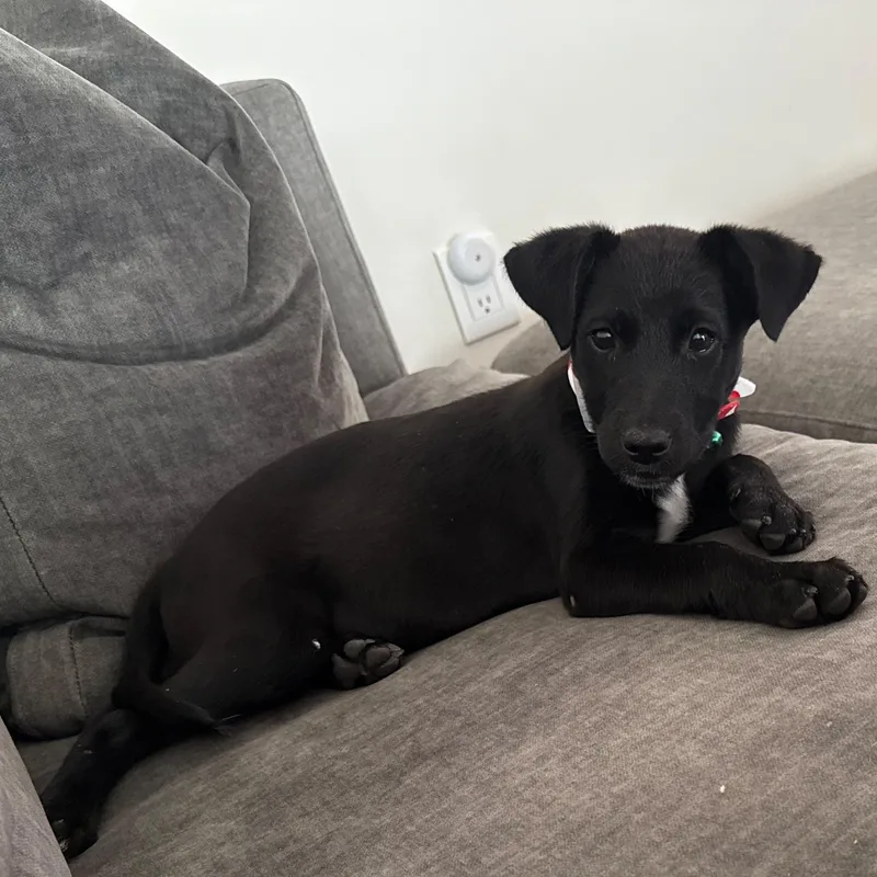Kaia