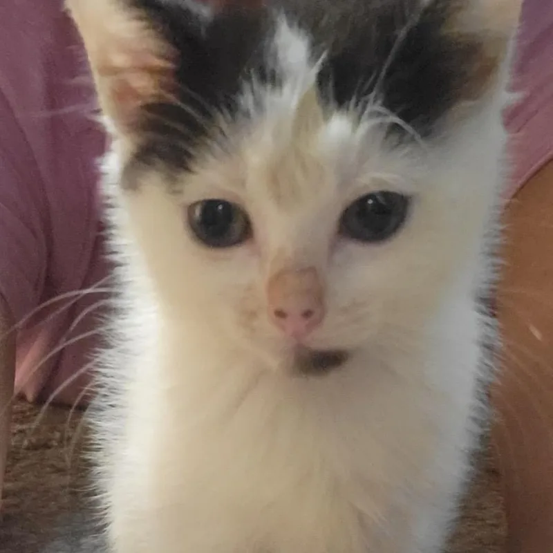 A baby small-sized female Black Domestic Short Hair cat named Dipsy for adoption in Wichita, KS