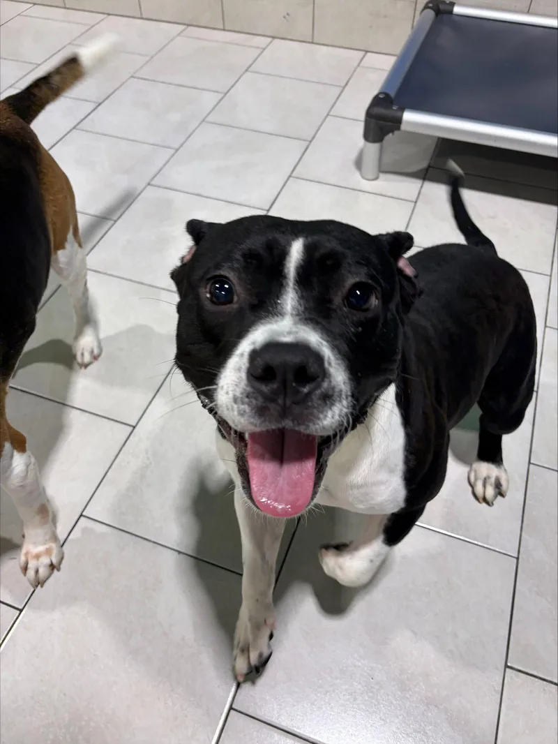 An adult medium-sized male Pit Bull Terrier dog named Yay for adoption in Herndon, VA