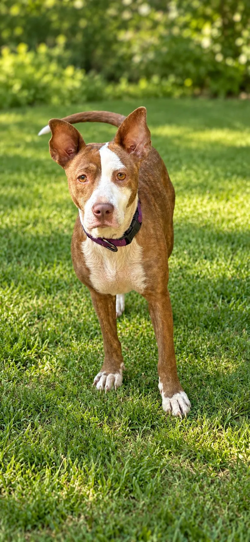 A young medium-sized female Terrier dog named Trooper for adoption in Georgetown , CA
