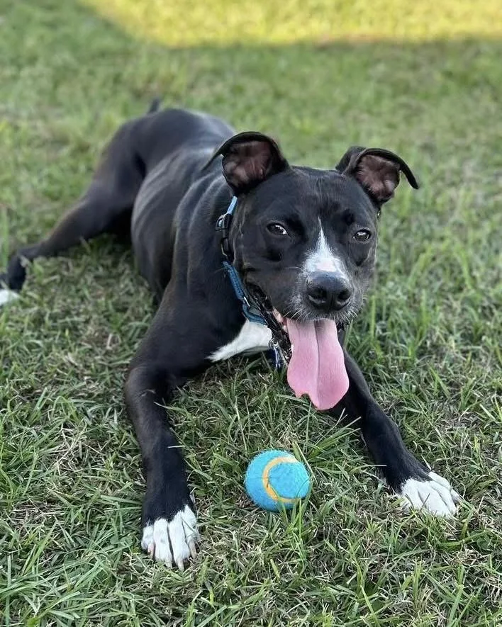 An adult large-sized male Black Labrador Retriever dog named Jester for adoption in Houston, TX