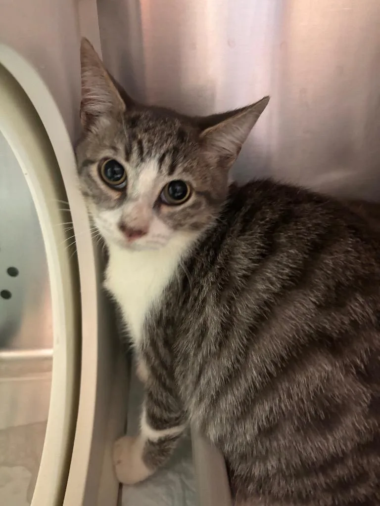 A young medium-sized male Domestic Short Hair cat named Socks for adoption in Morgantown, KY