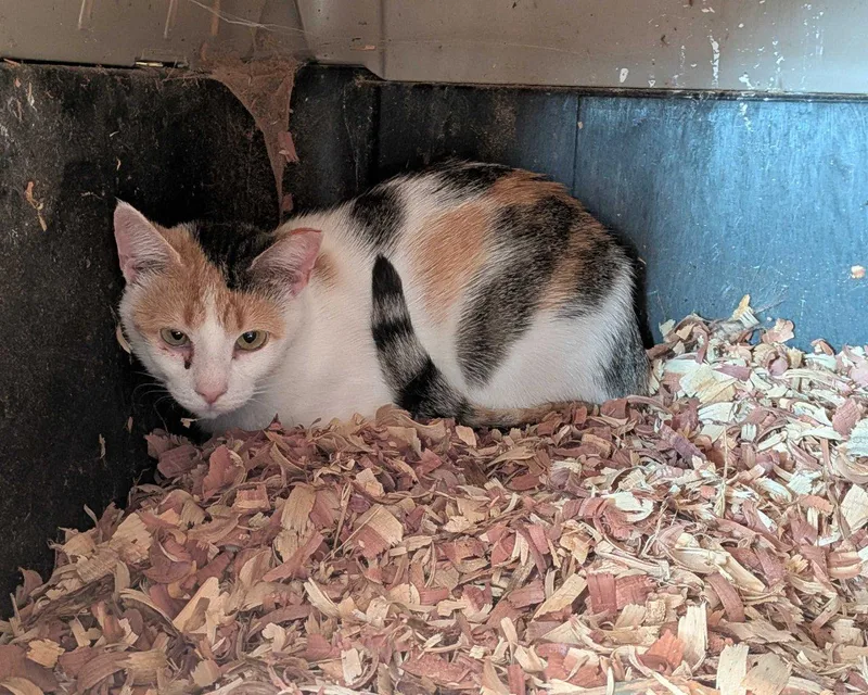 A young small-sized female Domestic Short Hair cat named Freida for adoption in Raleigh, NC