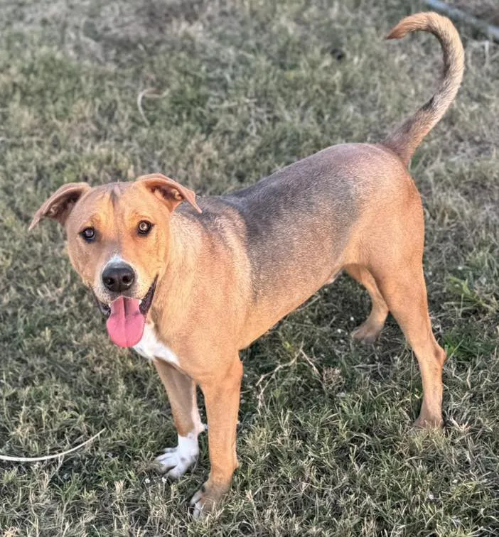 An adult medium-sized male Red / Chestnut / Orange Terrier dog named Buddy for adoption in Carrollton, TX
