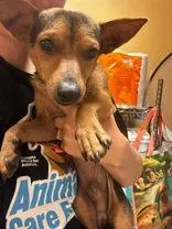 An adult small-sized male Chihuahua dog named Chili for adoption in Newport, KY
