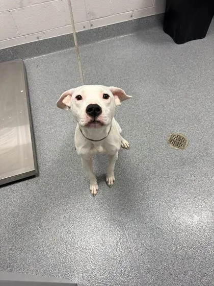 An adult medium-sized female Mixed Breed dog named Letty for adoption in Sevierville, TN
