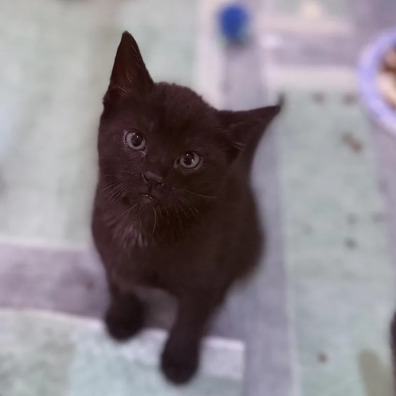 A baby small-sized female Black Domestic Short Hair cat named Agatha for adoption in Oakton, VA