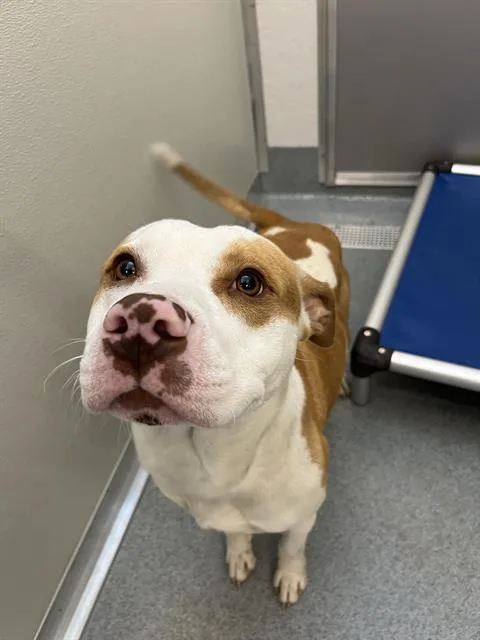 A young large-sized male Pit Bull Terrier dog named Buworf for adoption in Indianapolis, IN