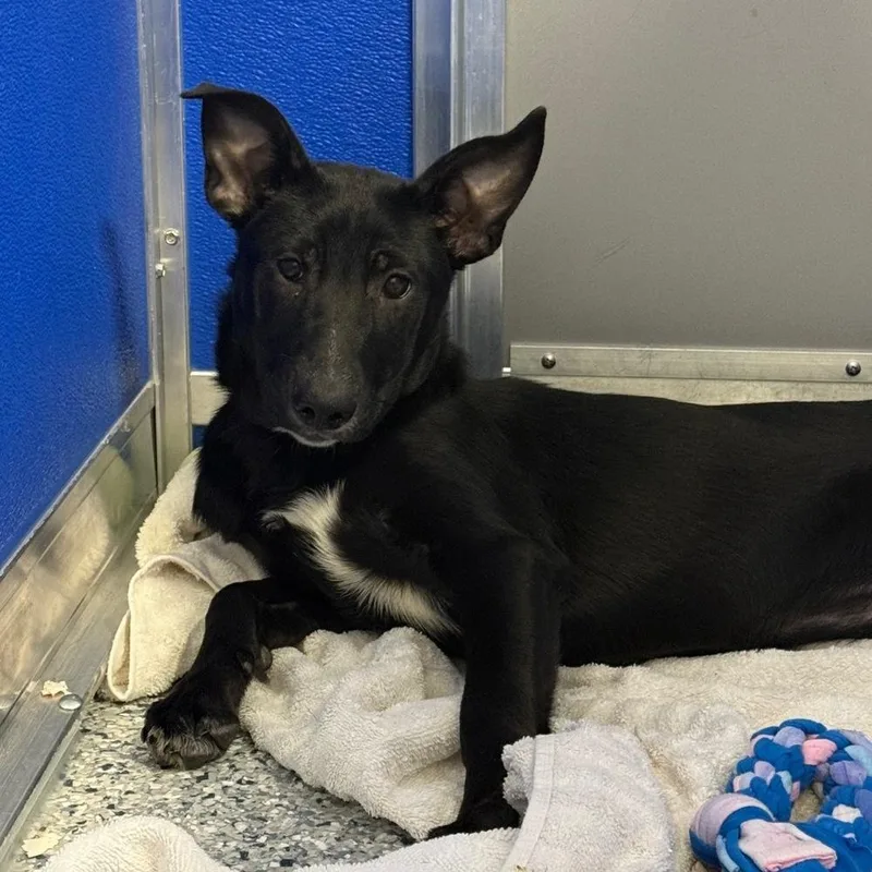 A baby medium-sized female Tricolor (Brown, Black, & White) German Shepherd Dog named Lena LEMONT HOARDING HOUSE for adoption in Palatine, IL