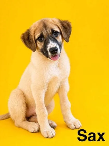 A baby extra large-sized female Saint Bernard dog named Sax for adoption in Morton Grove, IL