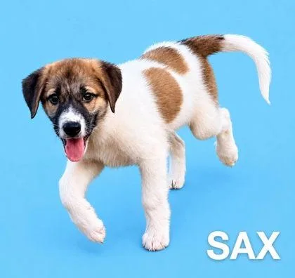Sax thumbnail 2