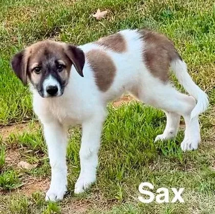 Sax thumbnail 3
