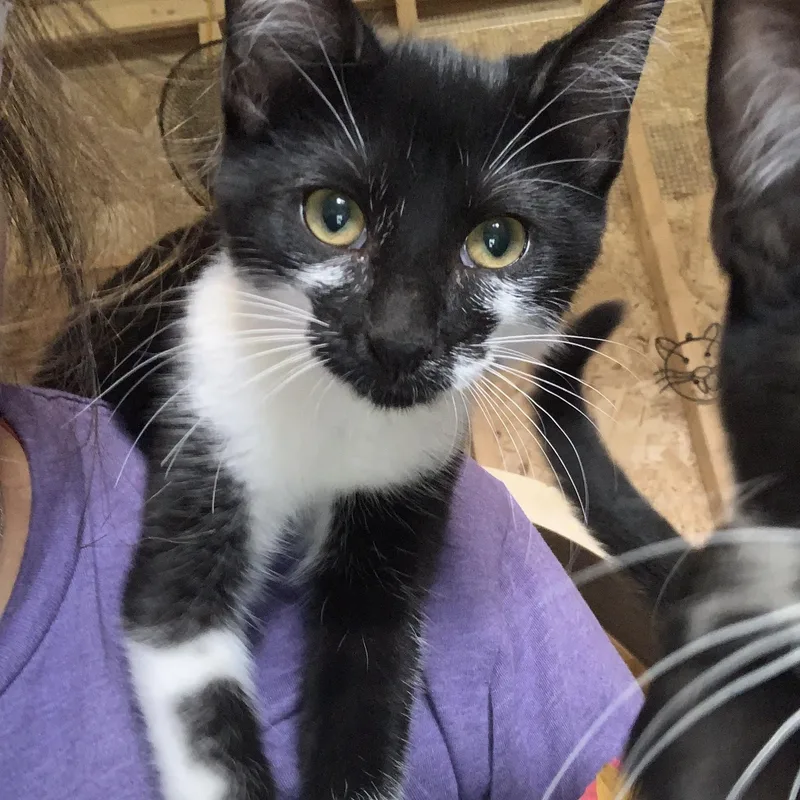 A baby medium-sized female Black & White / Tuxedo Domestic Short Hair cat named Jazzy for adoption in Ludington, MI