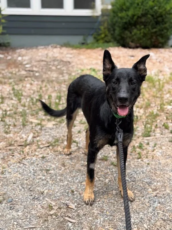 An adult large-sized male Black German Shepherd Dog dog named Knox for adoption in North Bend, WA