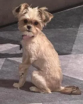 A young small-sized female Yellow / Tan / Blond / Fawn Yorkshire Terrier dog named Hilda for adoption in San Tan Valley, AZ