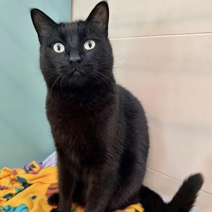 Sakamoto thumbnail 2