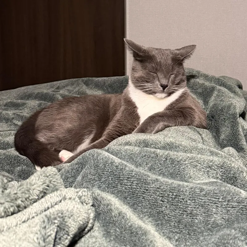 An adult medium-sized male Gray / Blue / Silver Domestic Short Hair cat named Blu for adoption in San Jacinto, CA