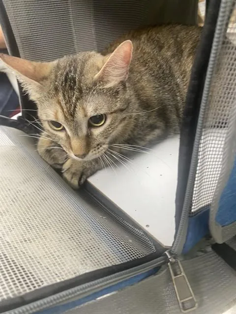 A young medium-sized female Domestic Short Hair cat named Callie for adoption in Pasadena, TX