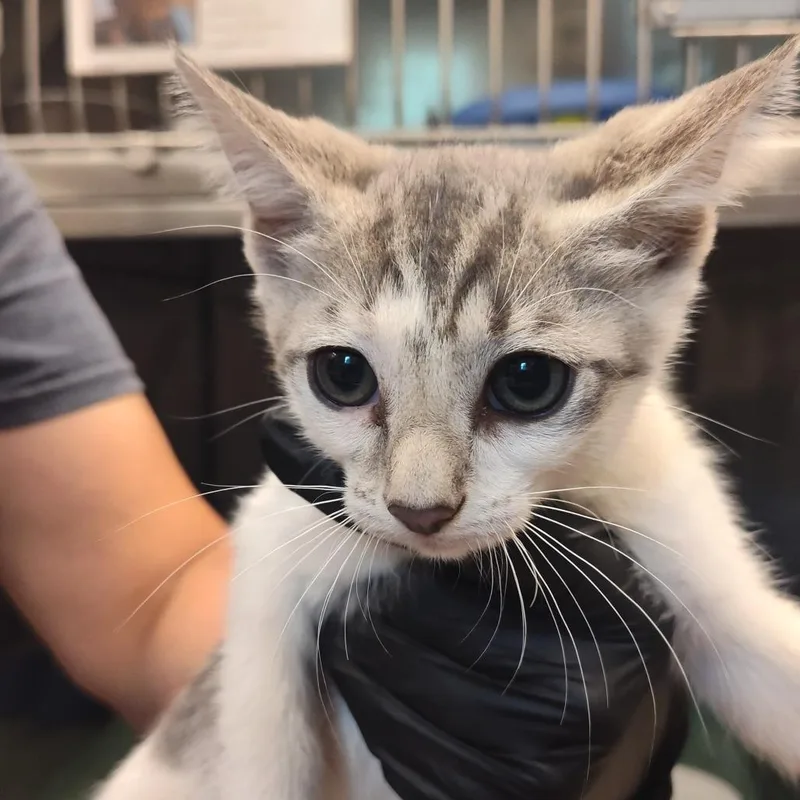 A baby small-sized female Gray / Blue / Silver Domestic Short Hair cat named Carlile for adoption in Lake Panasoffkee, FL