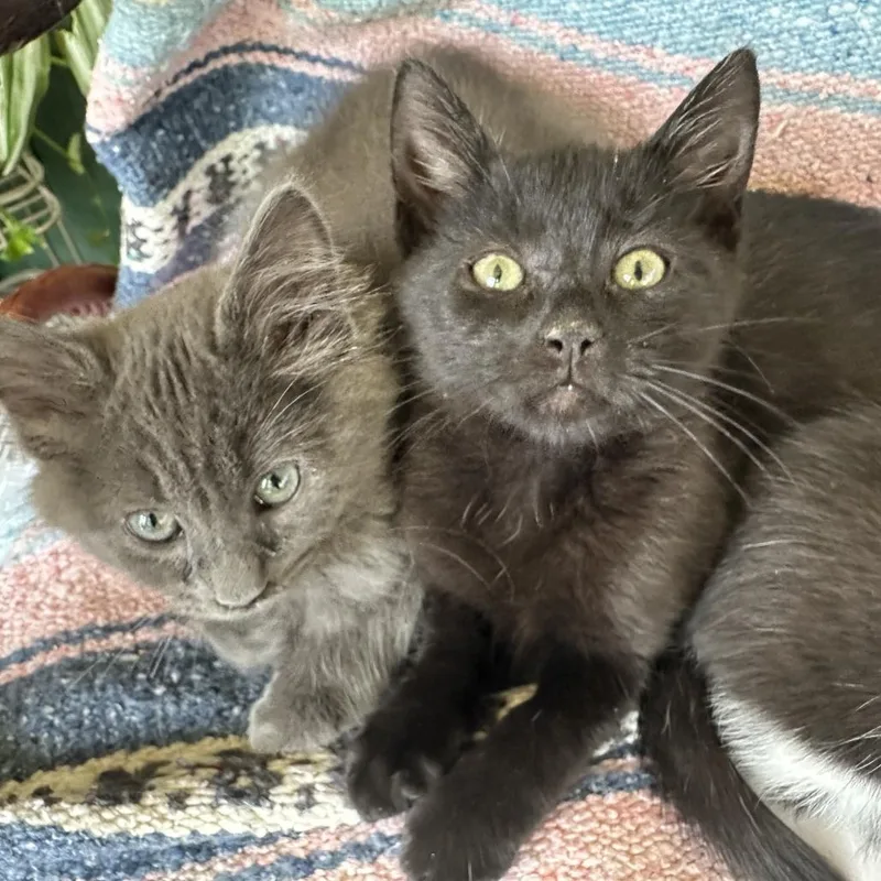 A baby small-sized female Domestic Short Hair cat named Binty for adoption in Saugerties, NY