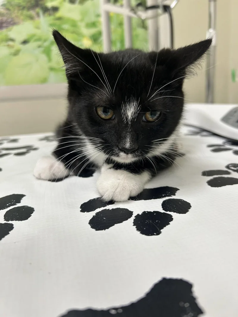 A baby medium-sized male Black & White / Tuxedo Domestic Short Hair cat named Murdoc for adoption in Lancaster, PA