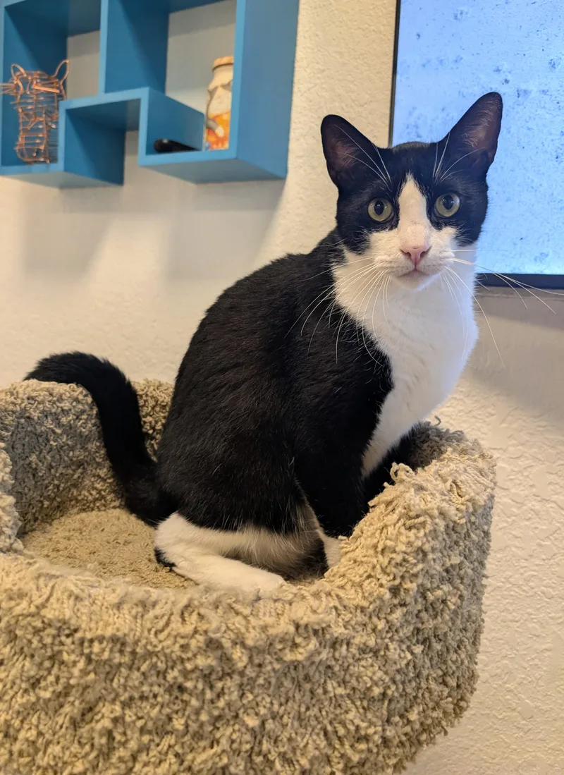 An adult large-sized male Black & White / Tuxedo Domestic Short Hair cat named Thurmont for adoption in Palm Harbor, FL