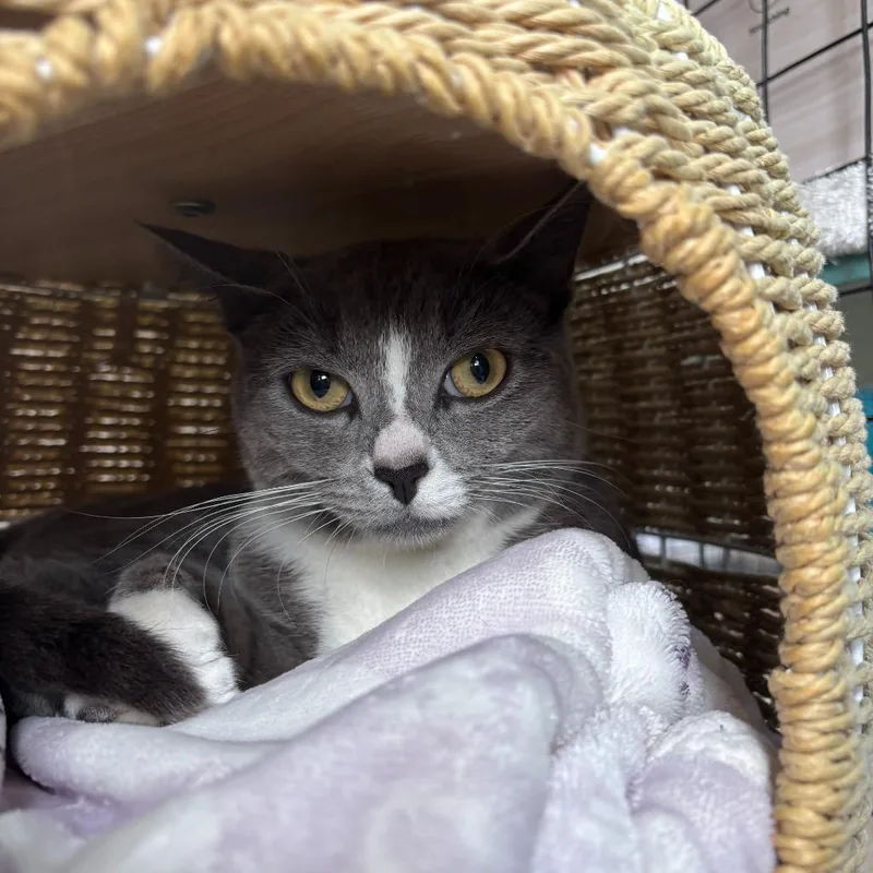A young small-sized female Domestic Short Hair cat named Chickadee for adoption in Los Angeles, CA