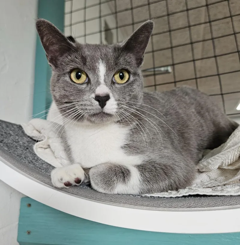 Chickadee thumbnail 2