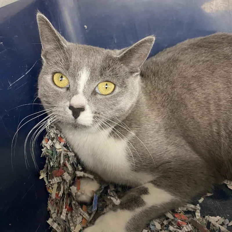 Chickadee thumbnail 3