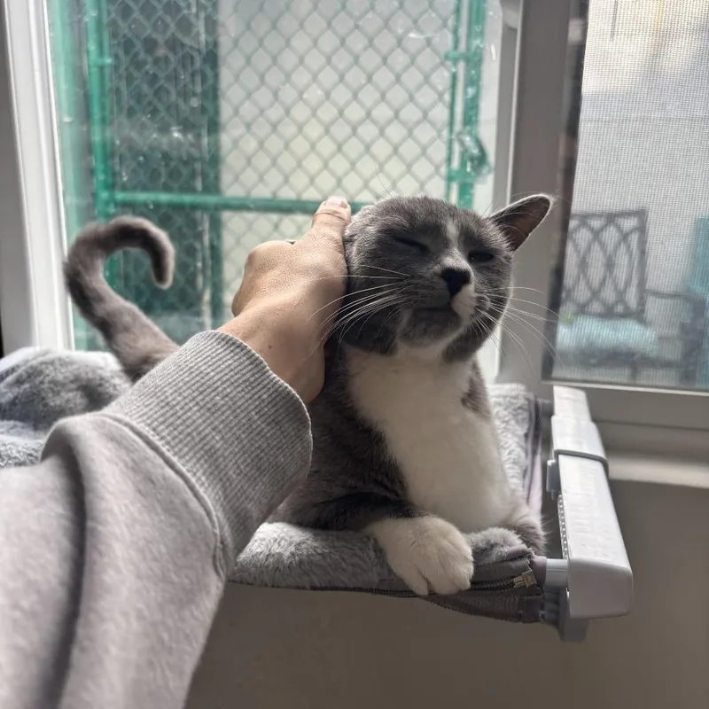 Chickadee thumbnail 4