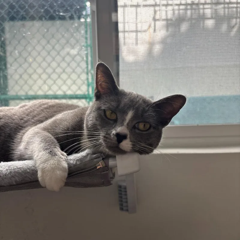 Chickadee thumbnail 6