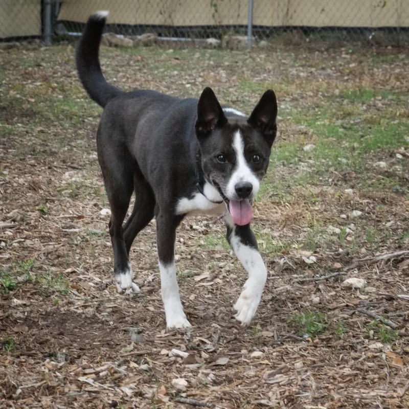 Moonlight thumbnail 5