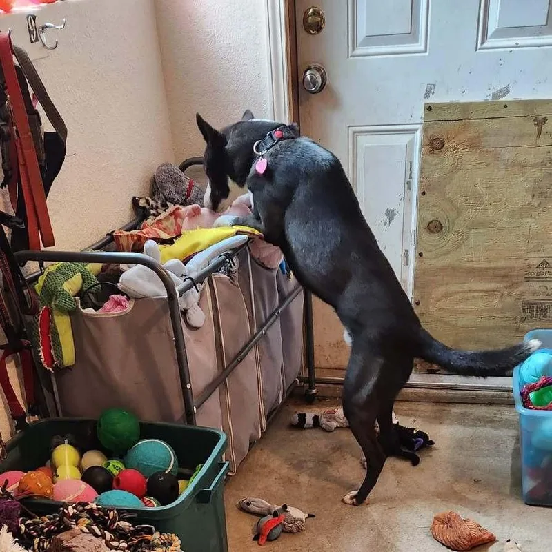 Moonlight thumbnail 6