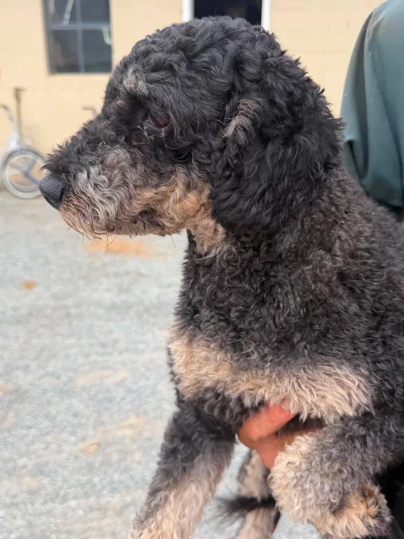 An adult medium-sized female Miniature Poodle dog named Coco for adoption in Havertown, PA