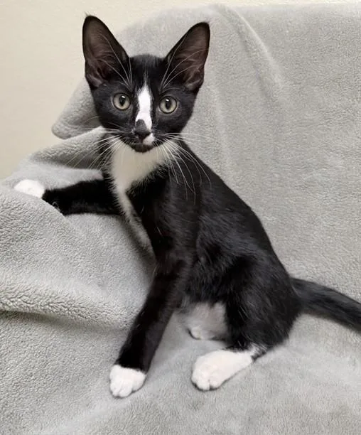 A young medium-sized male Black & White / Tuxedo Domestic Short Hair cat named Matt for adoption in Miller Beach, IN