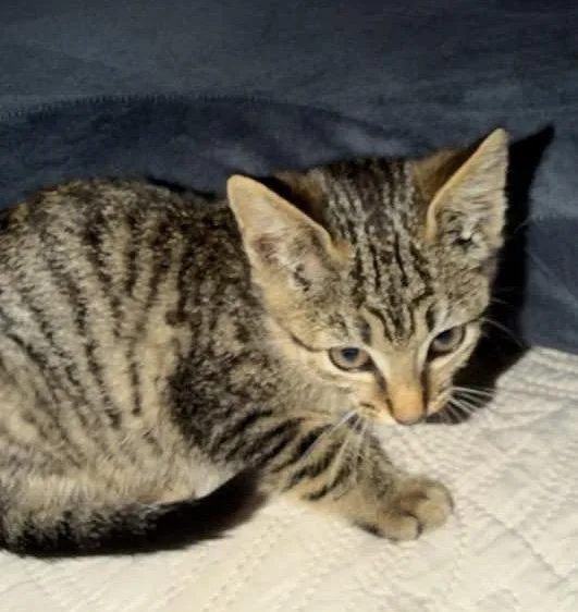 A baby medium-sized female Tabby cat named Greer for adoption in Germantown, OH