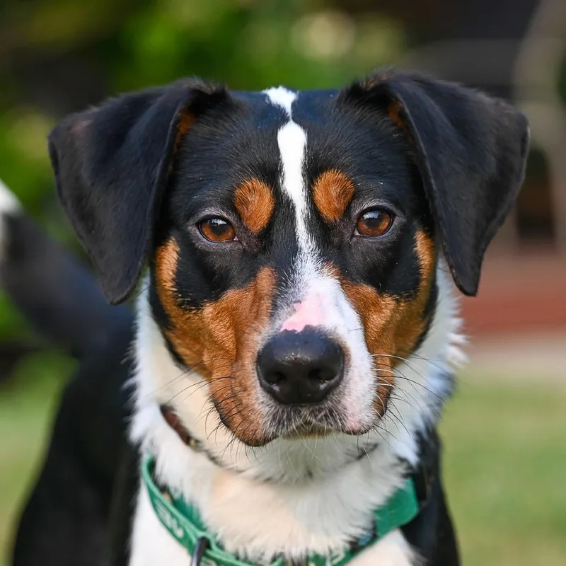An adult medium-sized male Black Hound dog named Hutch for adoption in Arlington Heights, IL